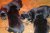 Offspring M
